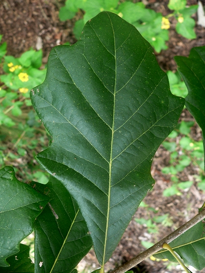 {Quercus bicolor}